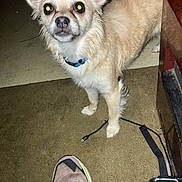 Shila joined the competition — help win amazing prizes! dog, small_dog, indoor, carpet, footwear, sneakers, cable, collar, pet, animal, floor, ear, furry, looking_up, light_reflection, brown_carpet, beige_dog, household, domestic, curious