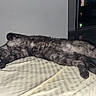 Willow participe au concours pour gagner de l'argent avec cette photo : animal, bed, cat, cozy, cute, dark_grey, domestic, feline, fur, home, indoor, paw, pet, quiet, relaxed, resting, sleeping, stretching, striped_sheet, whiskers