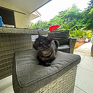 Willow participe au concours pour gagner de l'argent avec cette photo : animal, cat, comfort, cushion, daylight, feline, floor, fur, greenery, home, indoor_outdoor, nature, outdoor, patio, pet, plants, relaxing, whiskers, wicker_furniture, yellow_eyes