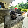 animal, cat, comfort, cushion, daylight, feline, floor, fur, greenery, home, indoor_outdoor, nature, outdoor, patio, pet, plants, relaxing, whiskers, wicker_furniture, yellow_eyes