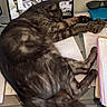 Willow a rejoint le concours — aidez-le/la à gagner de superbes lots ! cat, clutter, computer_screen, desk, feline, gray_cat, home_office, indoor, keyboard, laptop, legs, papers, person, pet, relaxation, resting, scrunchie, sleeping, sunglasses, workspace