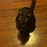 animal, black_cat, cat, curious, domestic_animal, ears, feline, floor, grainy, indoor, looking_up, low_light, night, pet, quiet, shadow, sitting, tail, whiskers, wooden_floor