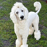 Joey is registered to the contest to win money with this photo: dog, poodle, white, curly_fur, groomed, pet, grass, outdoor, animal, canine, tail, fluffy, standing, fur, cute, portrait, nature, friendly, looking, ears