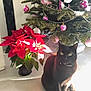 black_cat, cat, poinsettia, red_flowers, christmas_tree, christmas_ornaments, pink_ornaments, white_ornaments, green_leaves, indoor_plant, floor, sunlight, shadow, decorations, holiday_decor, festive, pet, domestic_cat, sitting, home_interior