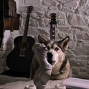 Taya participe au concours pour gagner de l'argent avec cette photo : dog, husky, sculpture, bust, marble_table, guitar, acoustic_guitar, stone_wall, indoor, pet, curious, art, music, decor, animal, portrait, face, still_life, furniture, background