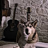 dog, husky, sculpture, bust, marble_table, guitar, acoustic_guitar, stone_wall, indoor, pet, curious, art, music, decor, animal, portrait, face, still_life, furniture, background