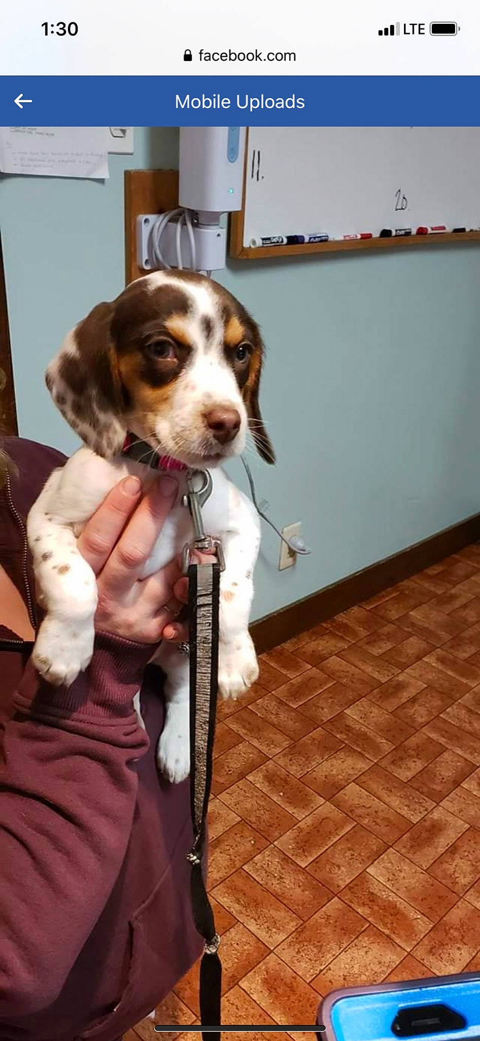 Cookie is registered to the contest to win money with this photo: canidae, carnivore, companion_dog, dog, dog_breed, flooring, formal_wear, fur, hardwood, hunting_dog, liver, scent_hound, snout, sporting_group, working_animal, working_dog