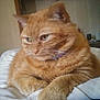 Felicia Mae is registered to the contest to win money with this photo: cat, orange_tabby, pet, feline, indoor, bed, resting, fur, whiskers, paws, collar, animal, cute, domestic_animal, sleepy, cozy, closeup, portrait, mammal, relaxed