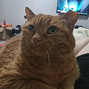 Felicia Mae is registered to the contest to win money with this photo: cat, orange_tabby, pet, close_up, indoor, living_room, television, game_screen, feline, whiskers, curious, paws, fur, domestic_animal, relaxed, household, box, background, resting, companion