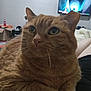 cat, orange_tabby, pet, close_up, indoor, living_room, television, game_screen, feline, whiskers, curious, paws, fur, domestic_animal, relaxed, household, box, background, resting, companion