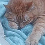 Felicia Mae is registered to the contest to win money with this photo: cat, sleeping, orange_tabby, paw, feline, cozy, blanket, soft_texture, resting, indoor, fur, cute, relaxed, pet, animal, closeup, napping, comfort, warm, domestic_cat