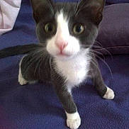 Moustic participe au concours pour gagner de l'argent avec cette photo :