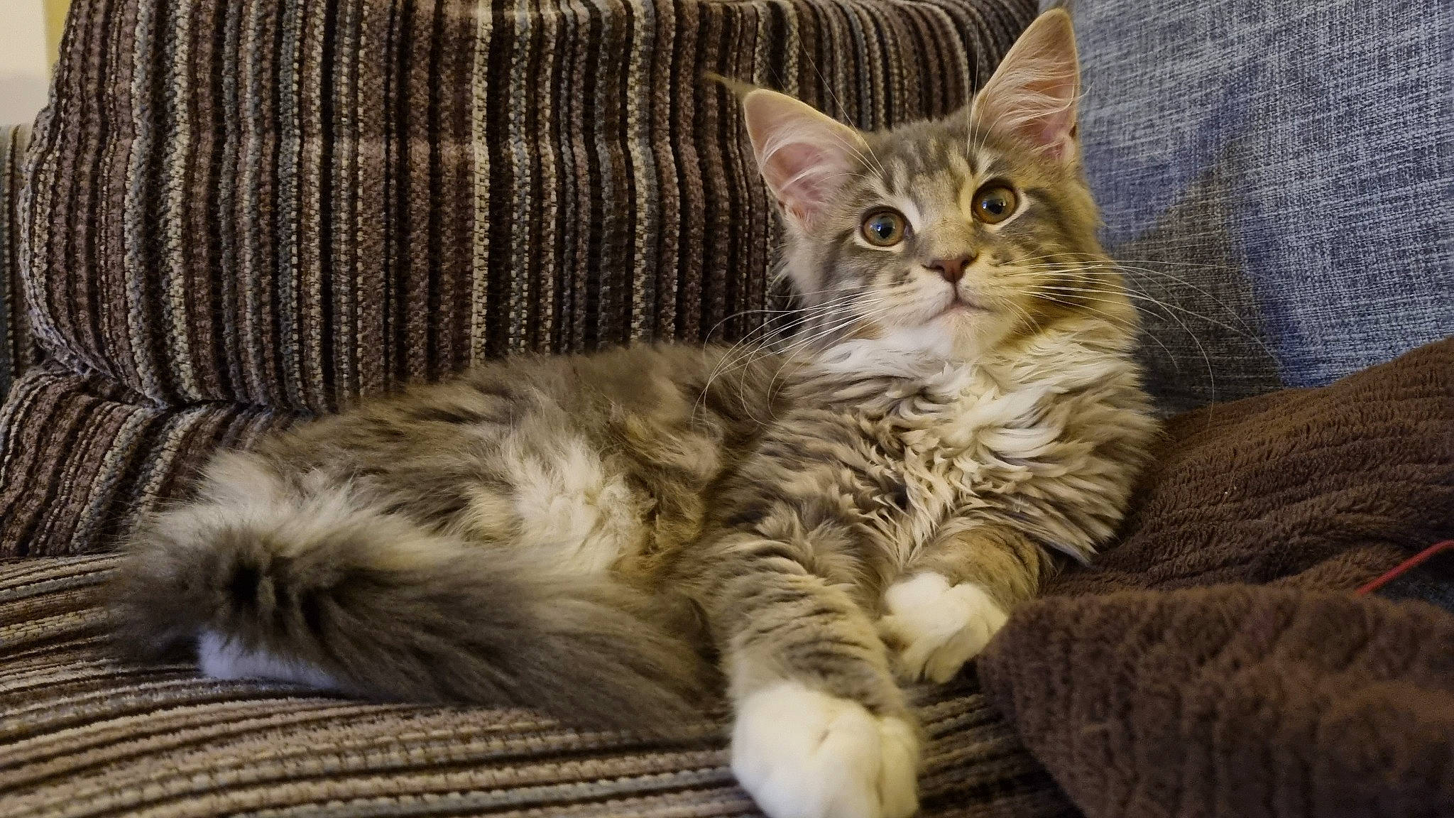 Willow joined the competition — help win amazing prizes! carnivore, cat, claw, comfort, domestic_short_haired_cat, felidae, fur, paw, sitting, small_to_medium_sized_cats, snout, tail, whiskers