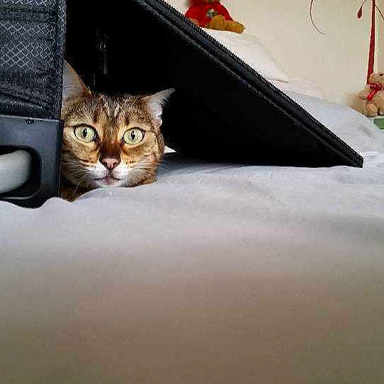 Nia is registered to the contest to win money with this photo: