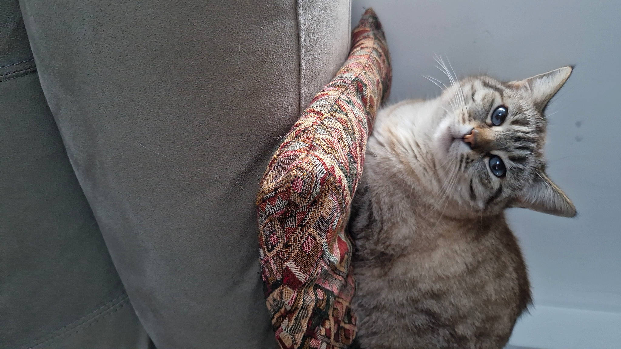 Maya participe au concours pour gagner de l'argent avec cette photo : carnivore, cat, claw, comfort, domestic_short_haired_cat, eye, felidae, fur, grey, linens, pattern, paw, sleeve, small_to_medium_sized_cats, tail, textile, whiskers, window, yawn