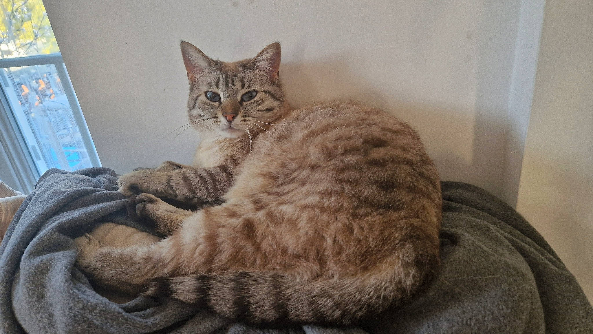 Maya participe au concours pour gagner de l'argent avec cette photo : carnivore, cat, claw, comfort, domestic_short_haired_cat, felidae, fur, grey, nap, paw, sitting, small_to_medium_sized_cats, snout, tail, terrestrial_animal, whiskers