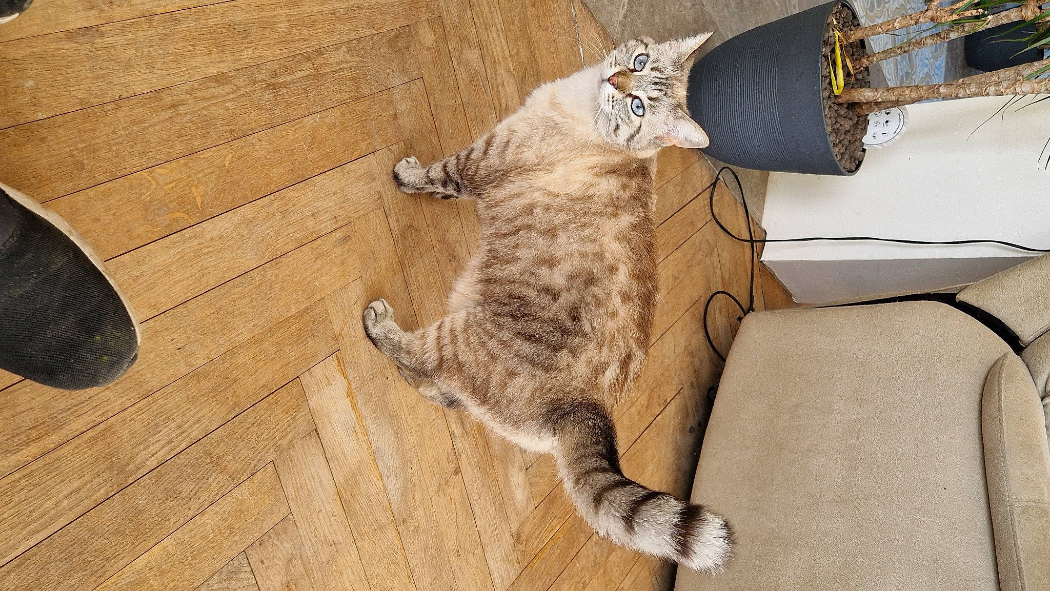 Maya a rejoint le concours — aidez-le/la à gagner de superbes lots ! carnivore, cat, comfort, couch, domestic_short_haired_cat, felidae, floor, flooring, fur, hardwood, laminate_flooring, paw, plank, small_to_medium_sized_cats, tail, varnish, whiskers, wood, wood_flooring, wood_stain