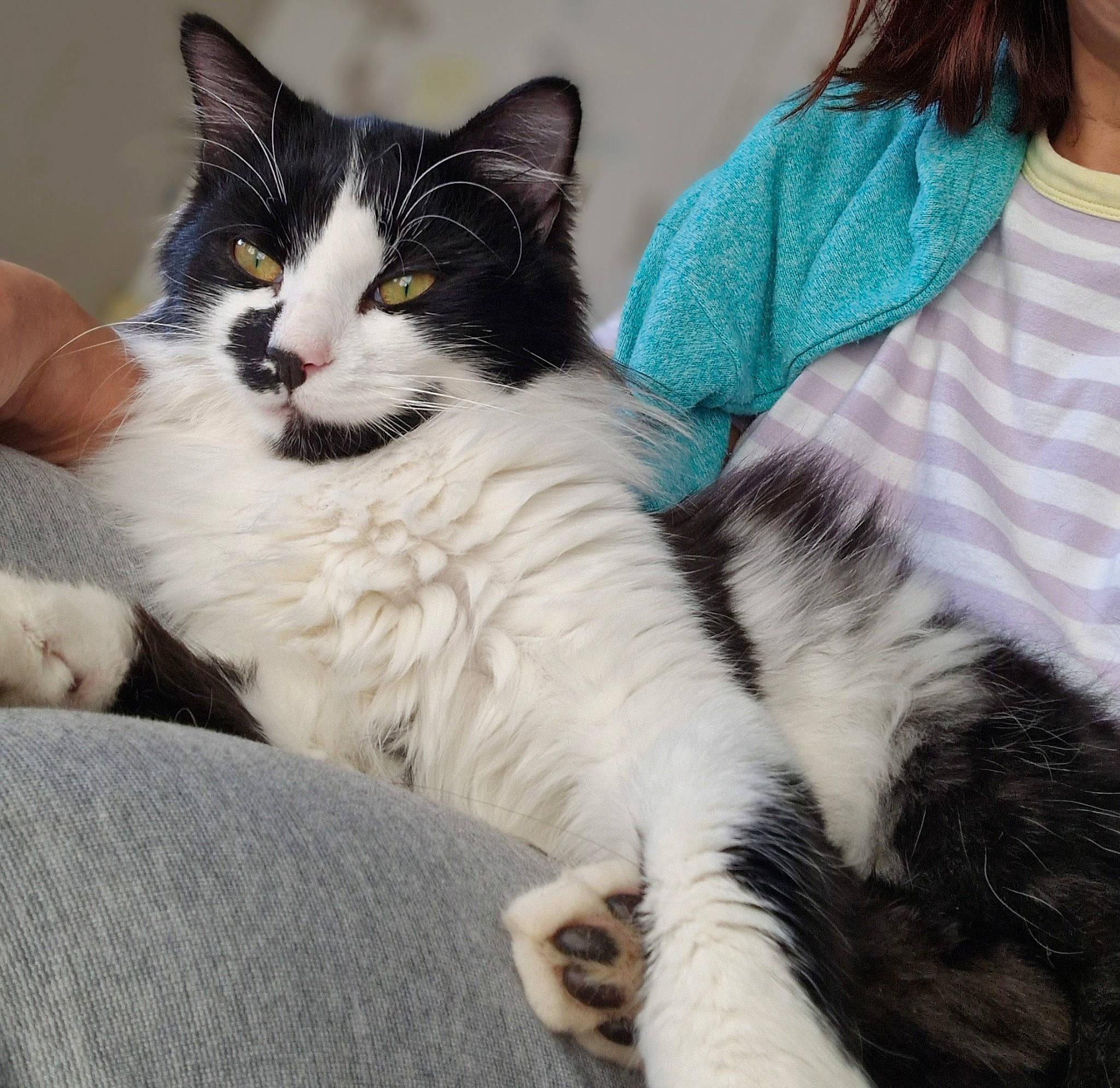 Moustache participe au concours pour gagner de l'argent avec cette photo : carnivore, cat, claw, comfort, domestic_short_haired_cat, eye, felidae, foot, fur, hair, iris, lap, pattern, paw, sitting, sleeve, small_to_medium_sized_cats, snout, tail, whiskers