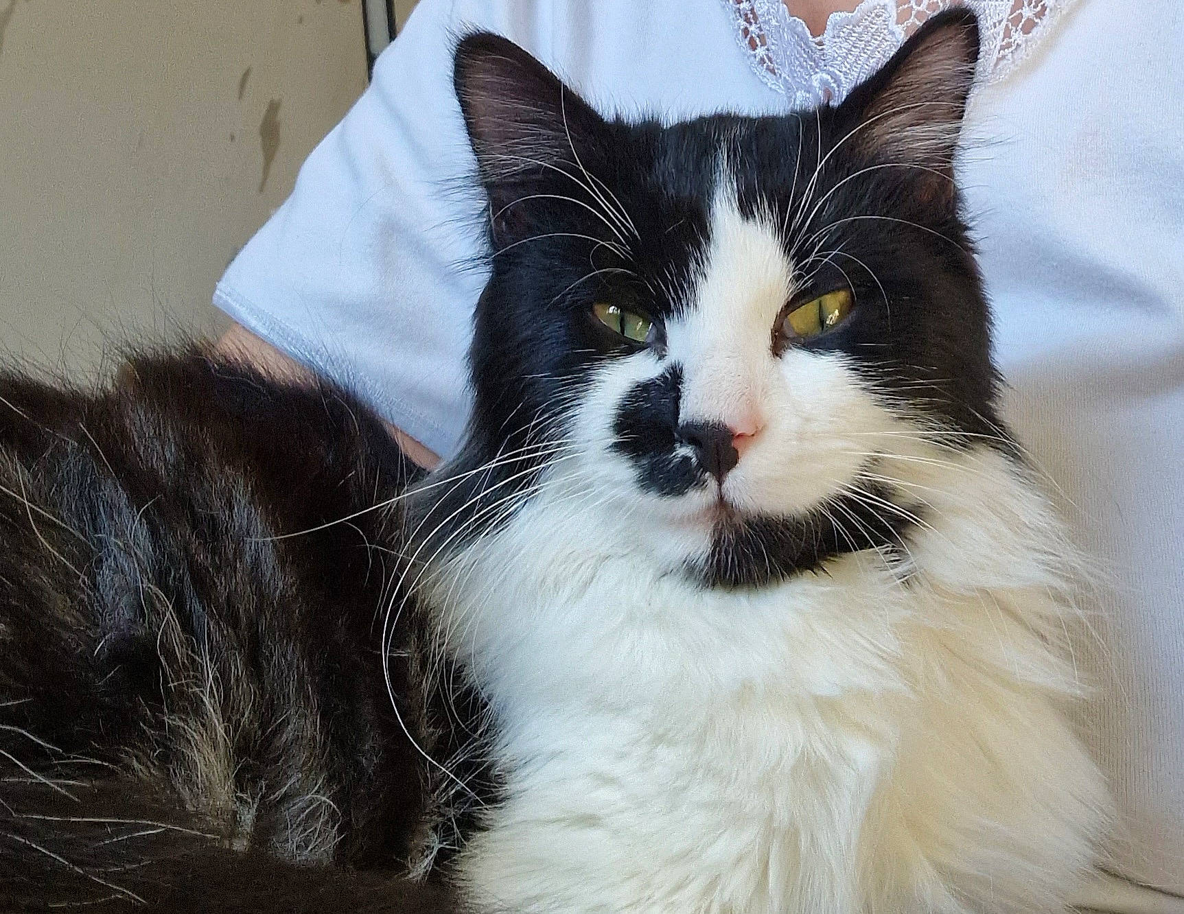 Moustache participe au concours pour gagner de l'argent avec cette photo : carnivore, cat, comfort, domestic_short_haired_cat, eye, felidae, formal_wear, fur, paw, sitting, small_to_medium_sized_cats, snout, tail, terrestrial_animal, tree, whiskers, window