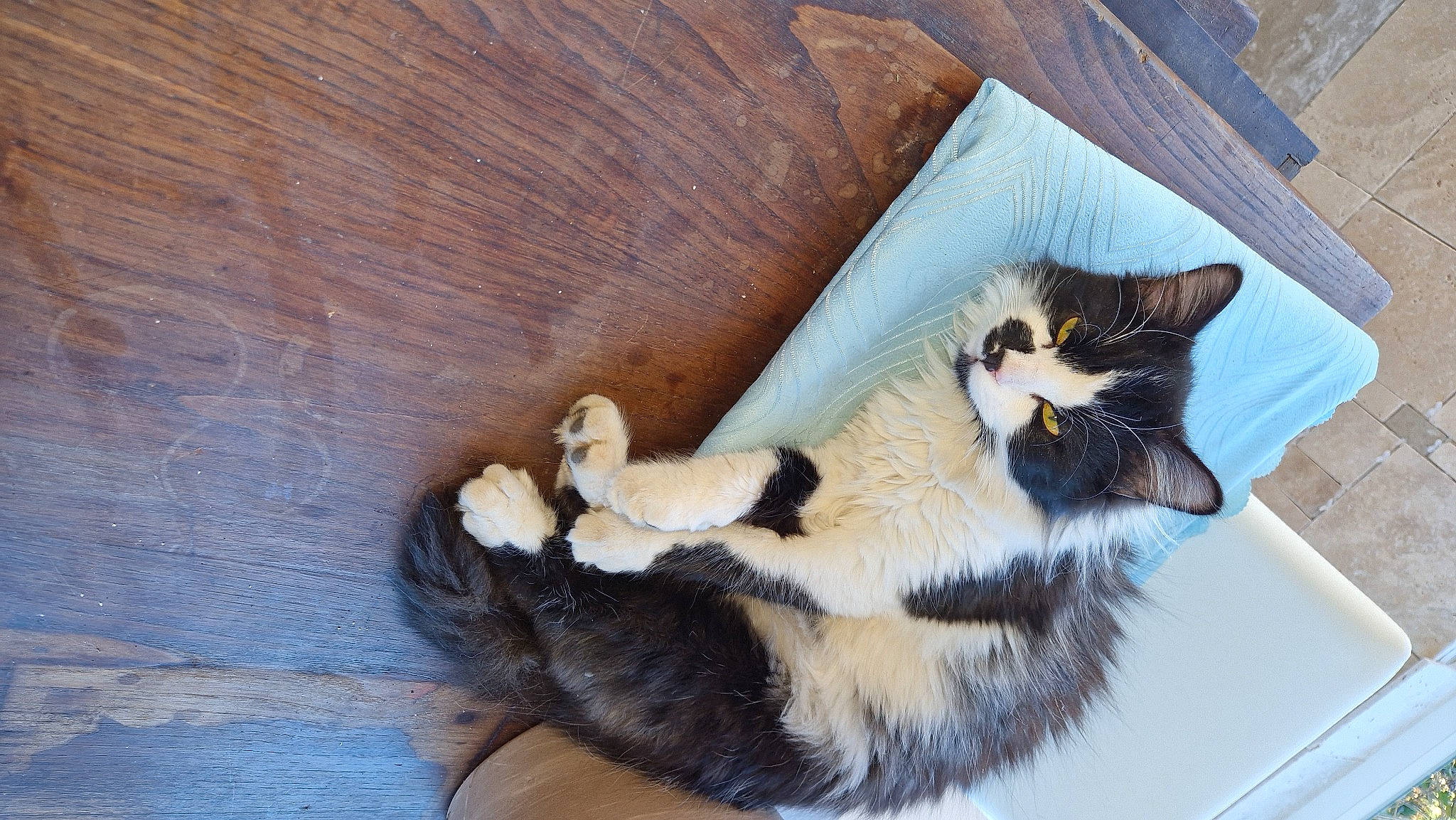 Moustache participe au concours pour gagner de l'argent avec cette photo : carnivore, cat, cat_furniture, cat_supply, claw, comfort, domestic_short_haired_cat, eye, felidae, fur, hardwood, paw, pet_supply, small_to_medium_sized_cats, snout, tail, terrestrial_animal, whiskers, window, wood