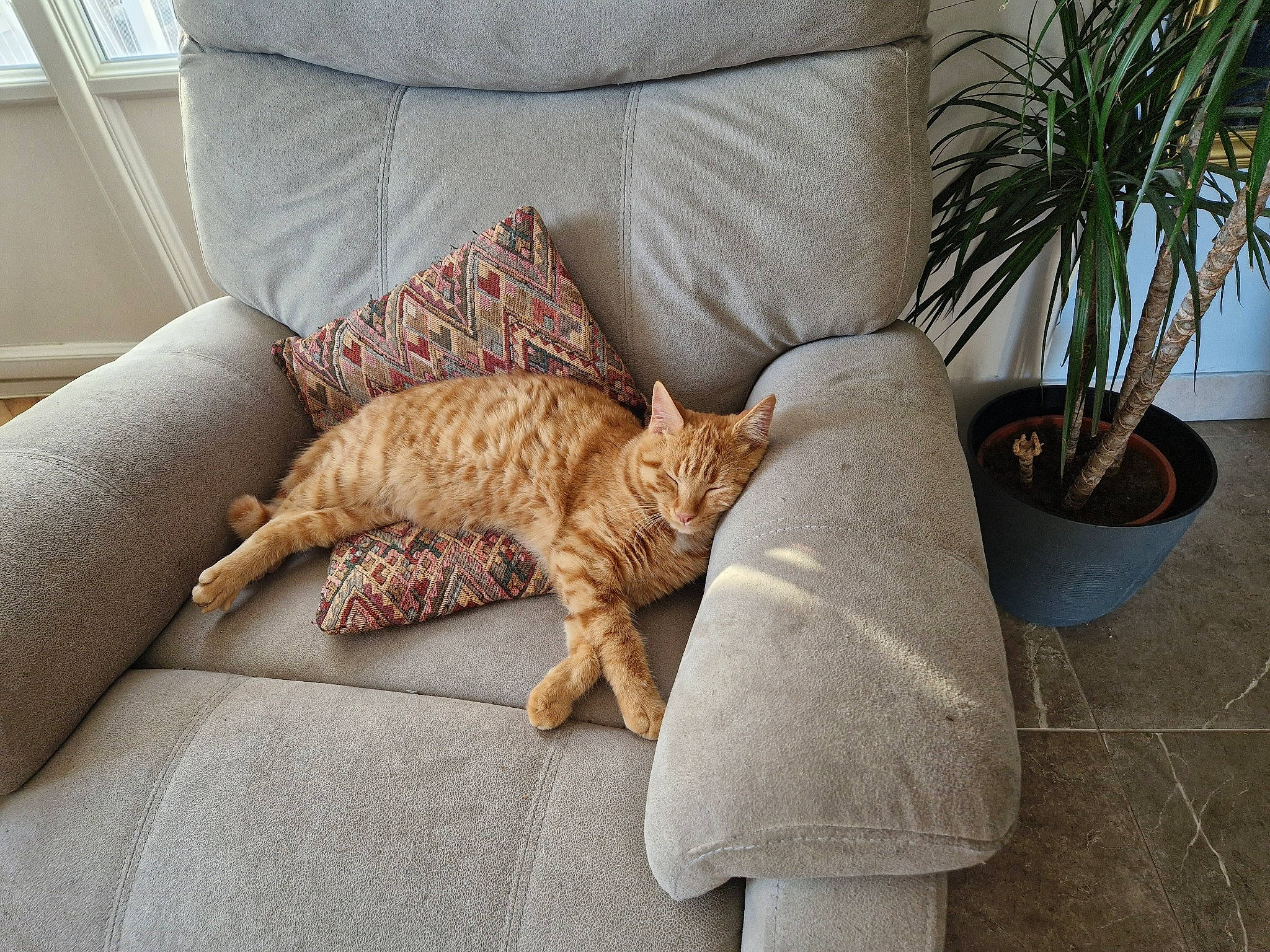 Peluche a rejoint le concours — aidez-le/la à gagner de superbes lots ! carnivore, cat, comfort, couch, felidae, floor, flooring, flowerpot, hardwood, houseplant, interior_design, linens, living_room, plant, room, small_to_medium_sized_cats, studio_couch, table, whiskers, wood