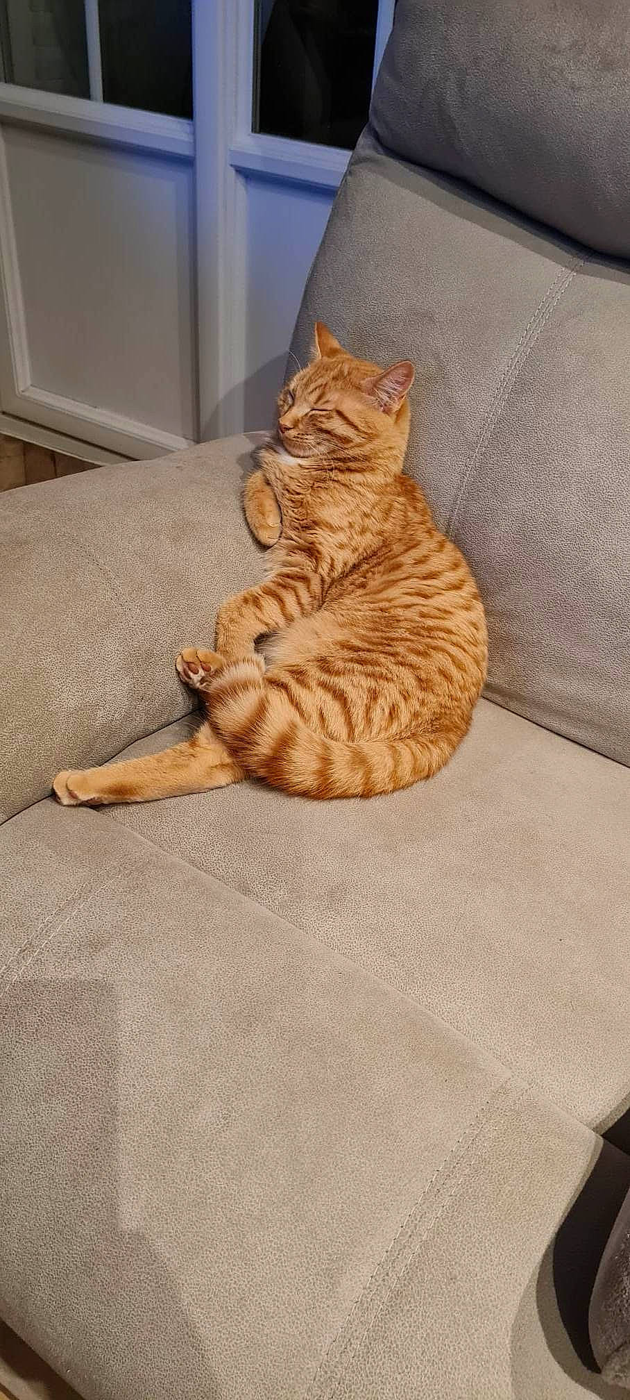 Peluche a rejoint le concours — aidez-le/la à gagner de superbes lots ! carnivore, cat, cat_supply, claw, comfort, domestic_short_haired_cat, fawn, felidae, floor, flooring, fur, hardwood, linens, paw, small_to_medium_sized_cats, snout, tail, textile, whiskers, wood