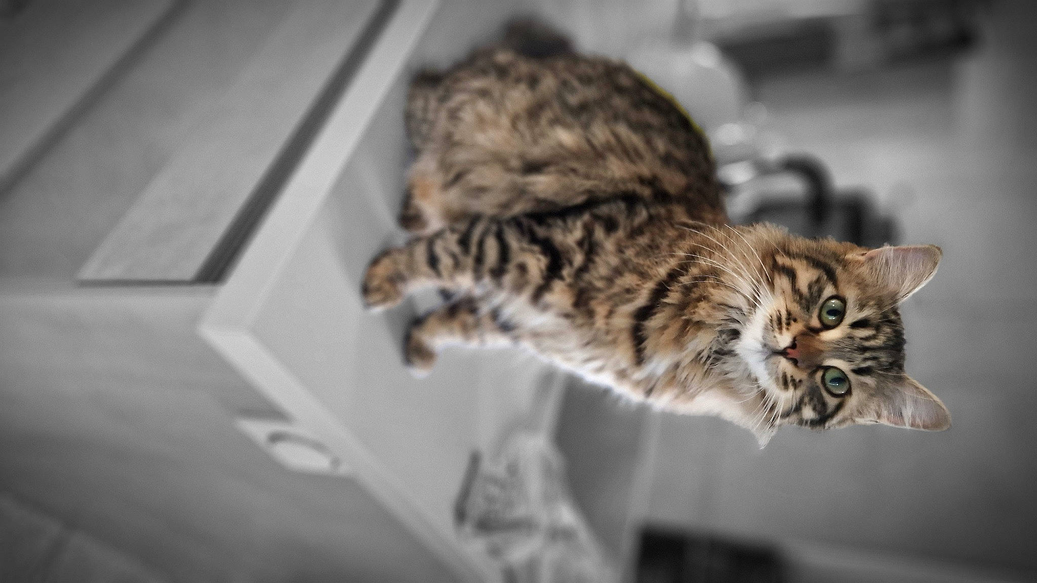 Athéna a rejoint le concours — aidez-le/la à gagner de superbes lots ! carnivore, cat, claw, domestic_short_haired_cat, felidae, fur, paw, small_to_medium_sized_cats, snout, tail, terrestrial_animal, whiskers, wildlife, wood