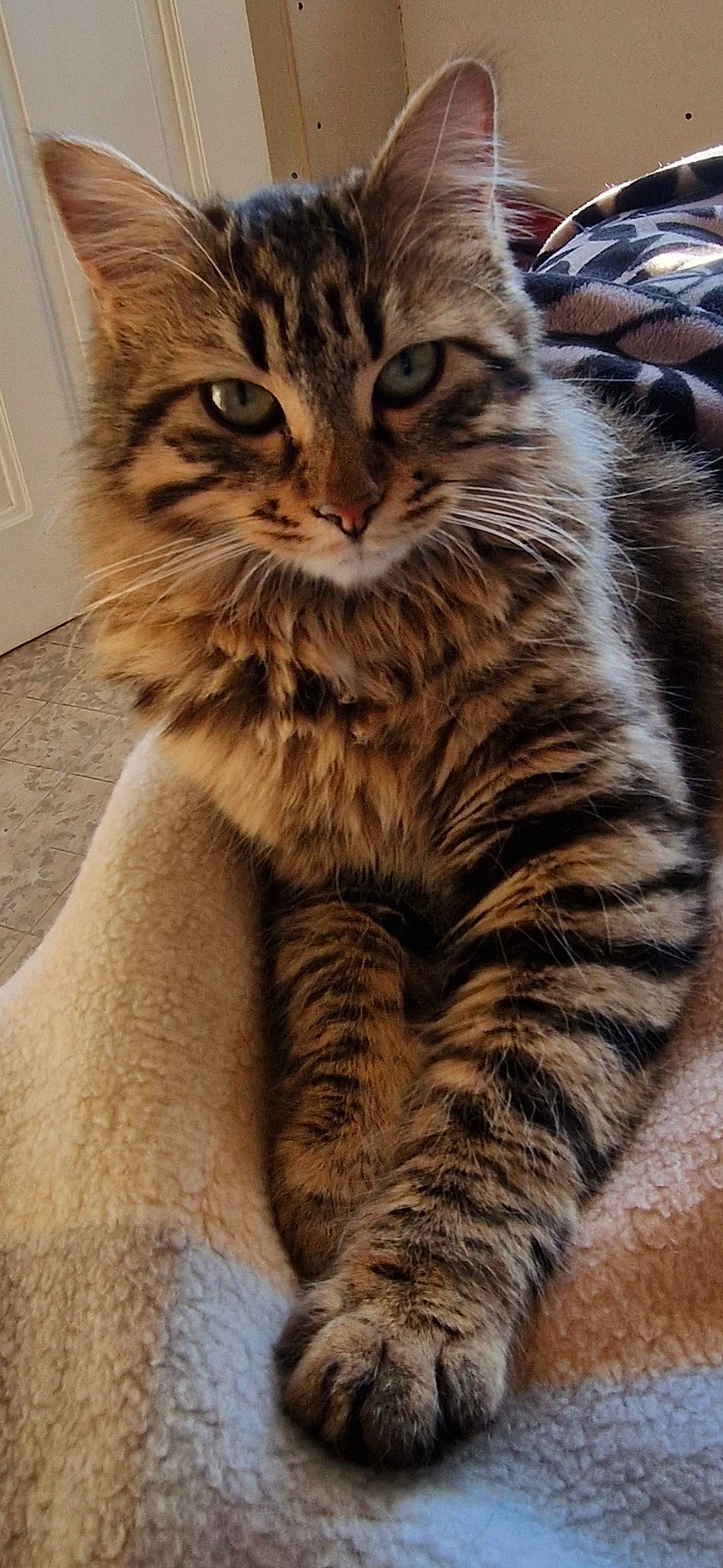 Athéna a rejoint le concours — aidez-le/la à gagner de superbes lots ! carnivore, cat, claw, domestic_short_haired_cat, felidae, fur, maine_coon, paw, siberian, small_to_medium_sized_cats, snout, tail, terrestrial_animal, whiskers