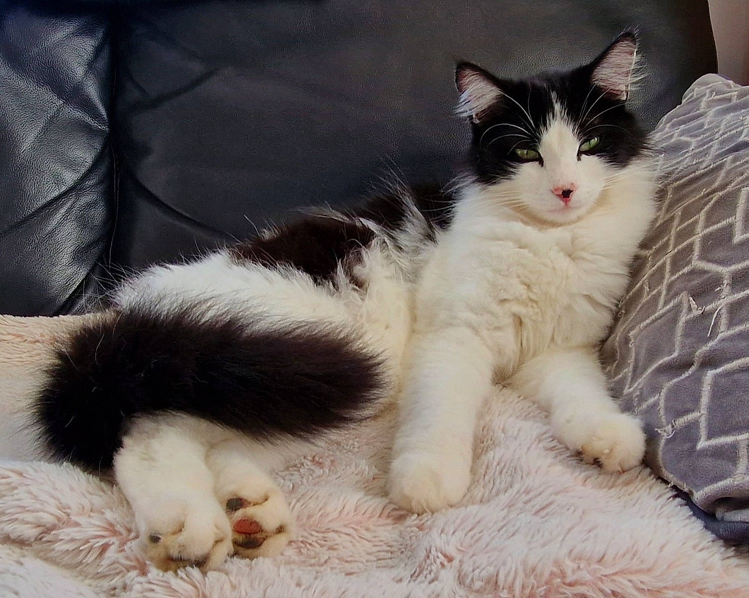 Oréo participe au concours pour gagner de l'argent avec cette photo : art, carnivore, cat, claw, comfort, domestic_short_haired_cat, fawn, felidae, flooring, foot, fur, human_leg, lap, paw, sitting, small_to_medium_sized_cats, snout, tail, terrestrial_animal, whiskers