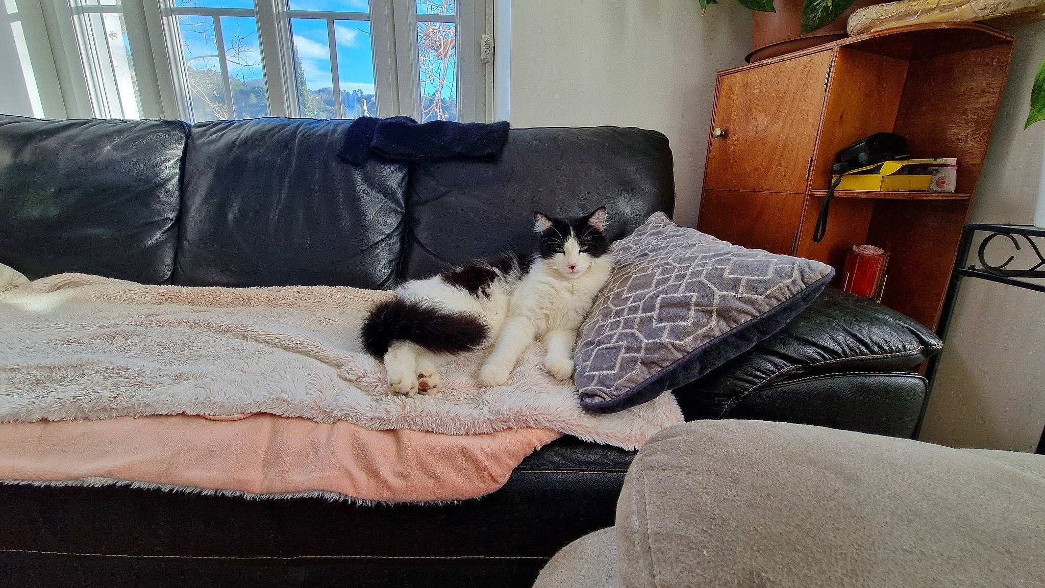 Oréo participe au concours pour gagner de l'argent avec cette photo : carnivore, cat, comfort, companion_dog, couch, dog_breed, felidae, flooring, fur, grey, hardwood, home, interior_design, linens, living_room, room, small_to_medium_sized_cats, studio_couch, window, wood