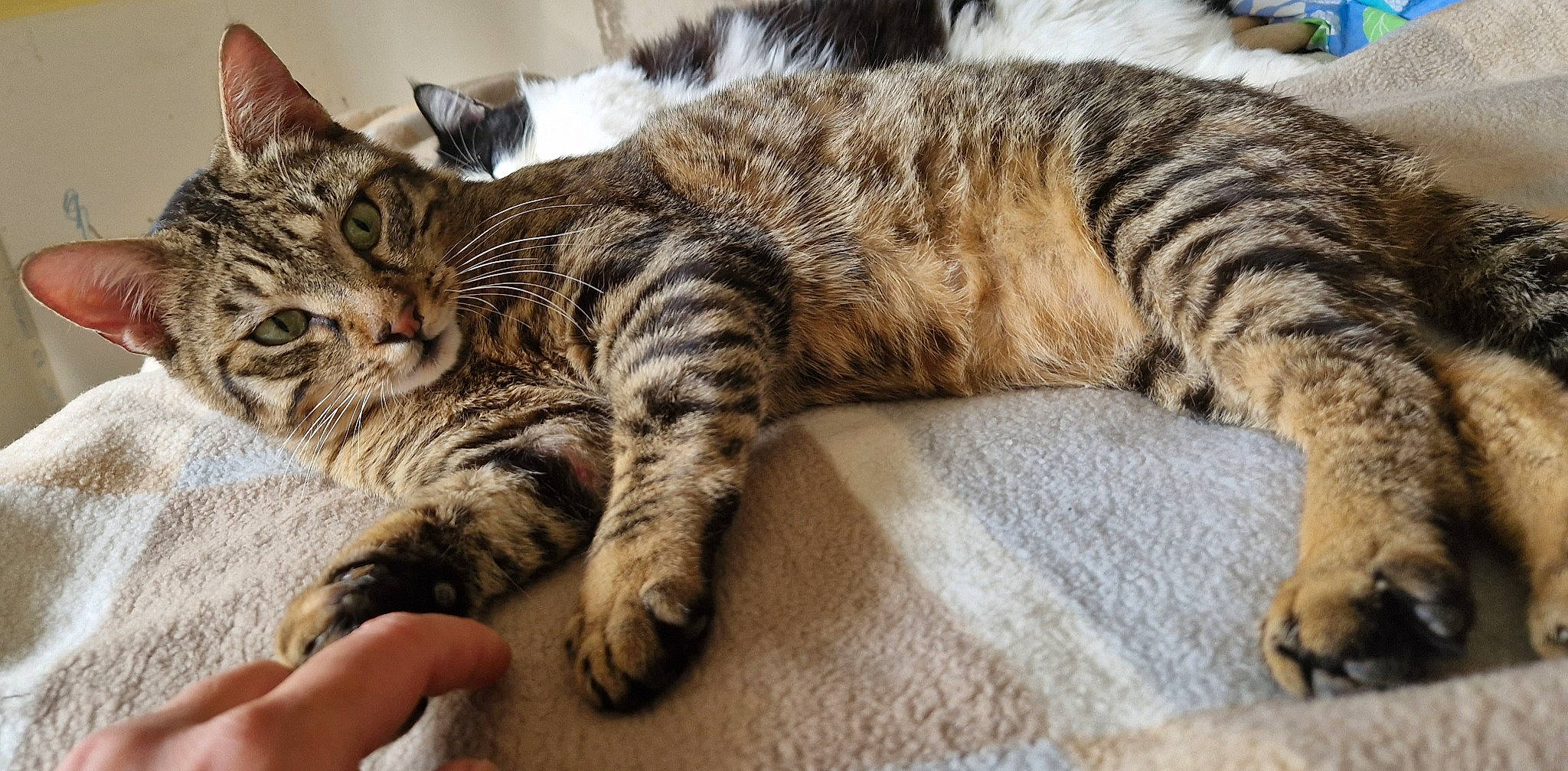 Onix participe au concours pour gagner de l'argent avec cette photo : carnivore, cat, claw, comfort, domestic_short_haired_cat, felidae, fur, nail, nap, paw, sleep, small_to_medium_sized_cats, snout, tail, terrestrial_animal, whiskers, wildlife, wood