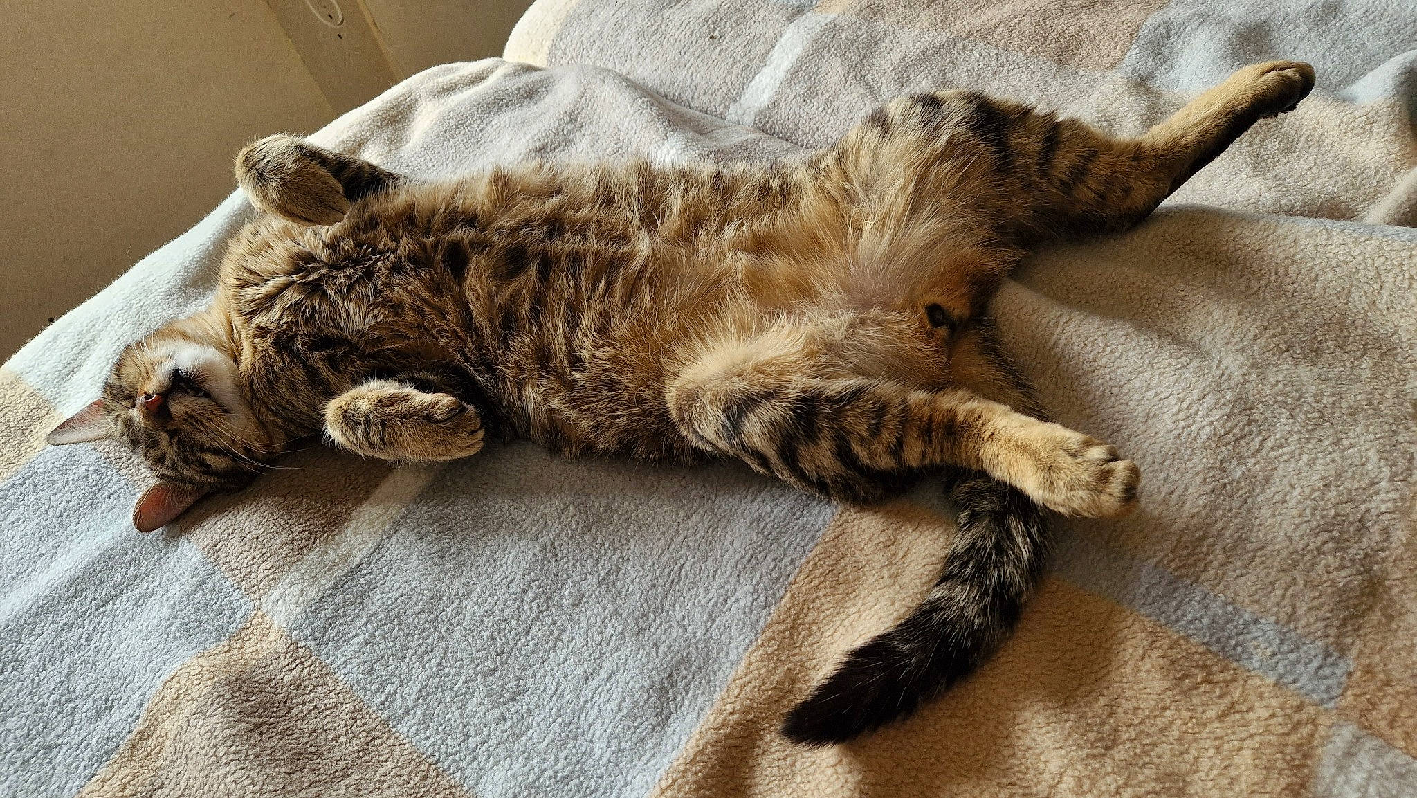 Onix a rejoint le concours — aidez-le/la à gagner de superbes lots ! bed, carnivore, cat, claw, comfort, domestic_short_haired_cat, felidae, fur, grey, nap, paw, sleep, small_to_medium_sized_cats, sporting_group, tail, terrestrial_animal, whiskers, wood