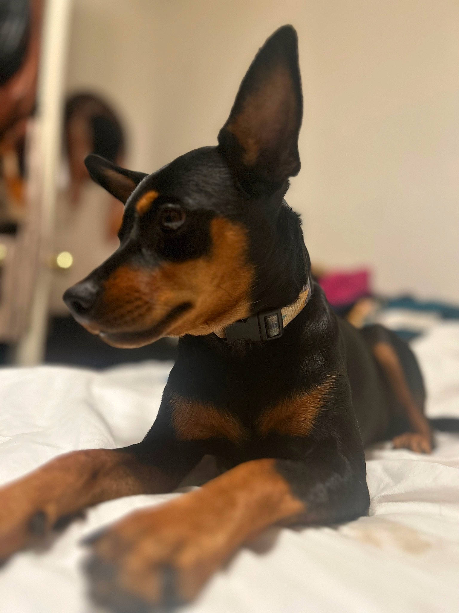 Alaska joined the competition — help win amazing prizes! canidae, carnivore, companion_dog, dog, dog_breed, dog_supply, event, fawn, fur, pinscher, prazsky_krysarik, sporting_group, terrestrial_animal, toy_dog, whiskers, working_animal, working_dog