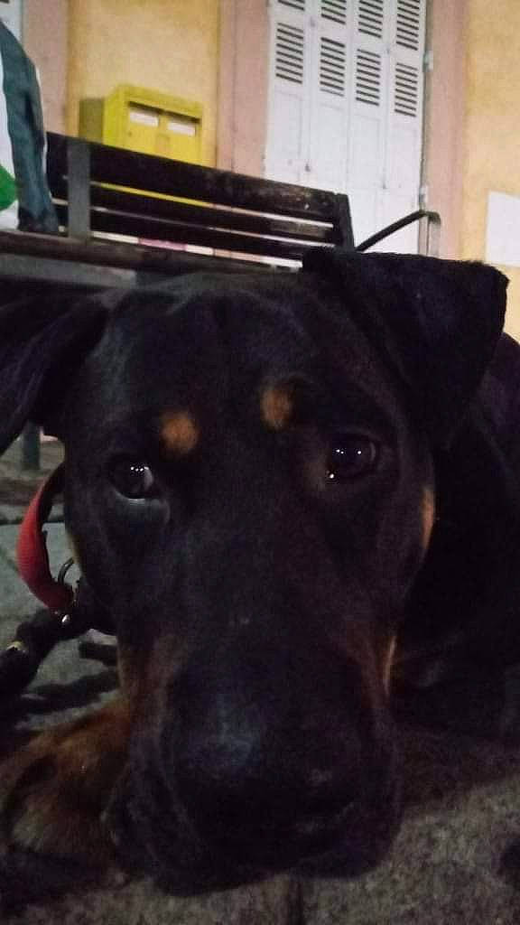 Petit-chef participe au concours pour gagner de l'argent avec cette photo : canidae, carnivore, companion_dog, dobermann, dog, dog_breed, fawn, fur, guard_dog, hunting_dog, pet_supply, rottweiler, snout, sporting_group, terrestrial_animal, whiskers, window, working_animal, working_dog