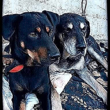 Petit-chef a rejoint le concours — aidez-le/la à gagner de superbes lots ! art, canidae, carnivore, companion_dog, dog, dog_breed, drawing, font, guard_dog, hound, illustration, liver, paint, painting, rectangle, snout, sporting_group, visual_arts, working_animal, working_dog