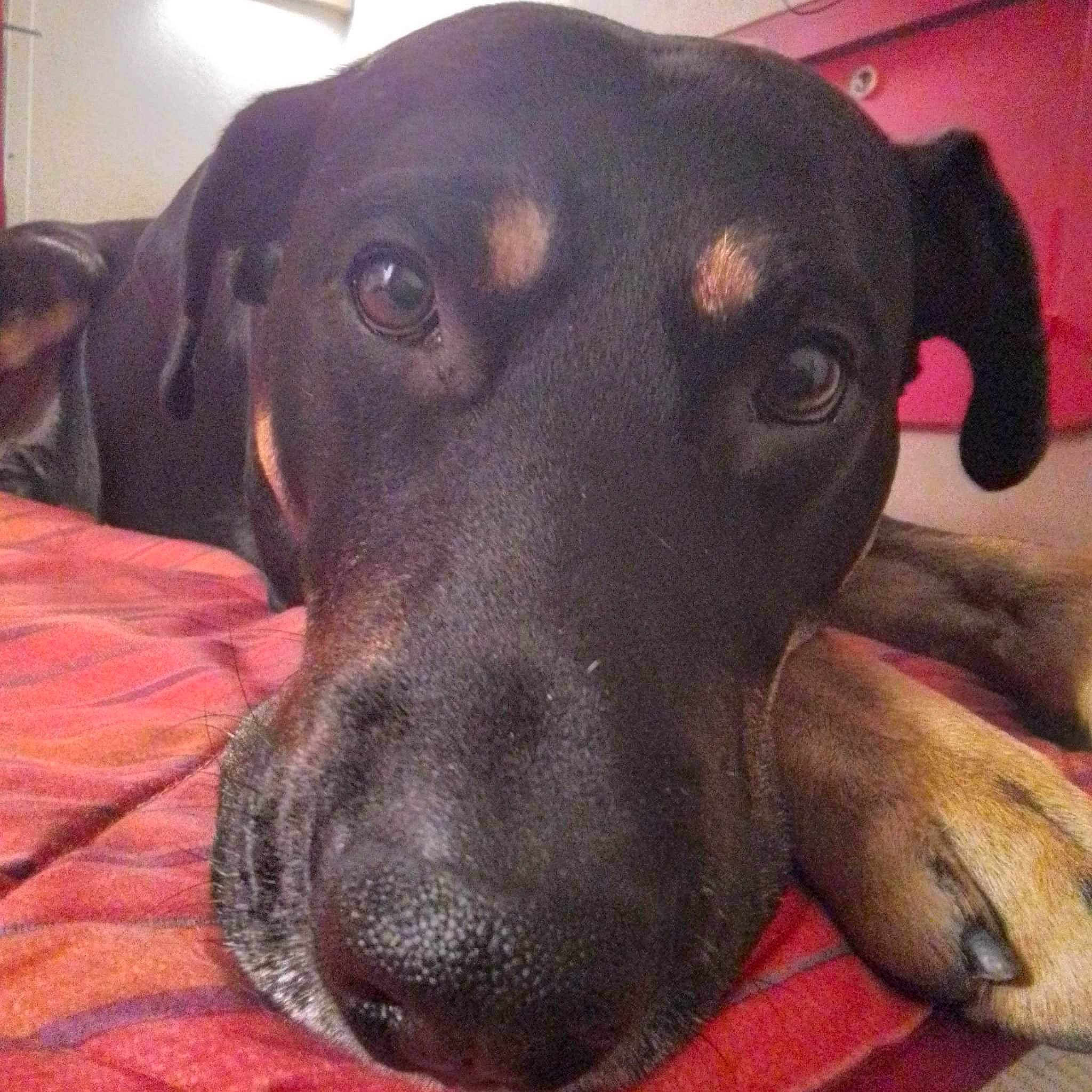 Petit-chef participe au concours pour gagner de l'argent avec cette photo : canidae, carnivore, comfort, companion_dog, dog, dog_breed, dog_supply, fawn, fur, guard_dog, hunting_dog, liver, metal, pet_supply, sporting_group, whiskers, working_animal, working_dog