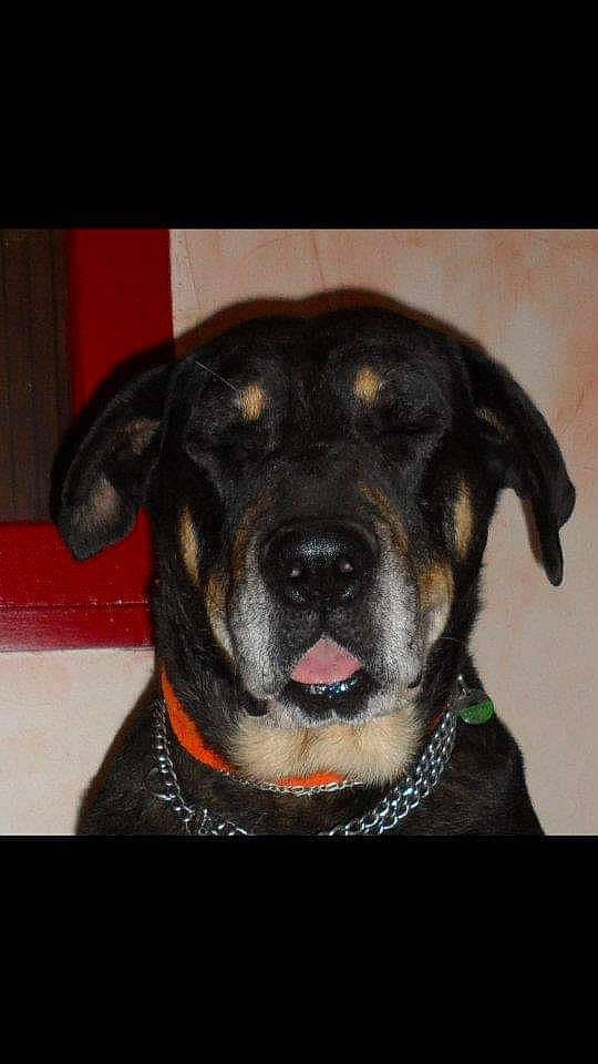 Irun a rejoint le concours — aidez-le/la à gagner de superbes lots ! ancient_dog_breeds, canidae, carnivore, circle, collar, companion_dog, dog, dog_breed, dog_collar, fawn, fur, giant_dog_breed, guard_dog, hunting_dog, pet_supply, snout, sporting_group, whiskers, working_animal, working_dog