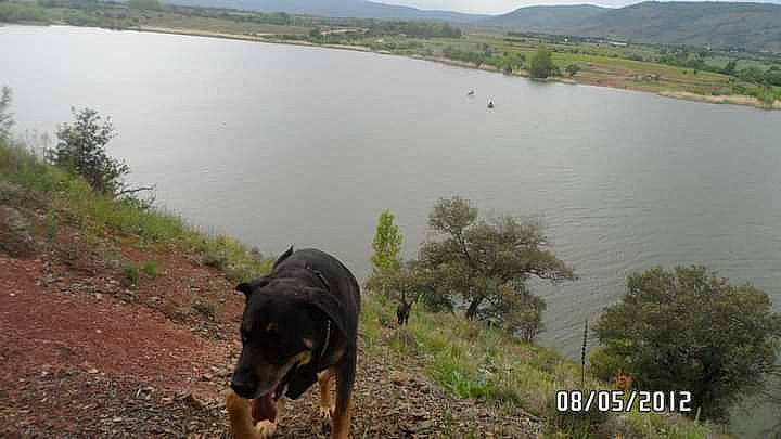 Irun participe au concours pour gagner de l'argent avec cette photo : biome, body_of_water, carnivore, dog, dog_breed, highland, hill, lacustrine_plain, lake, landscape, mountain, natural_landscape, plant, reservoir, sky, tree, water, water_resources, wilderness, working_animal