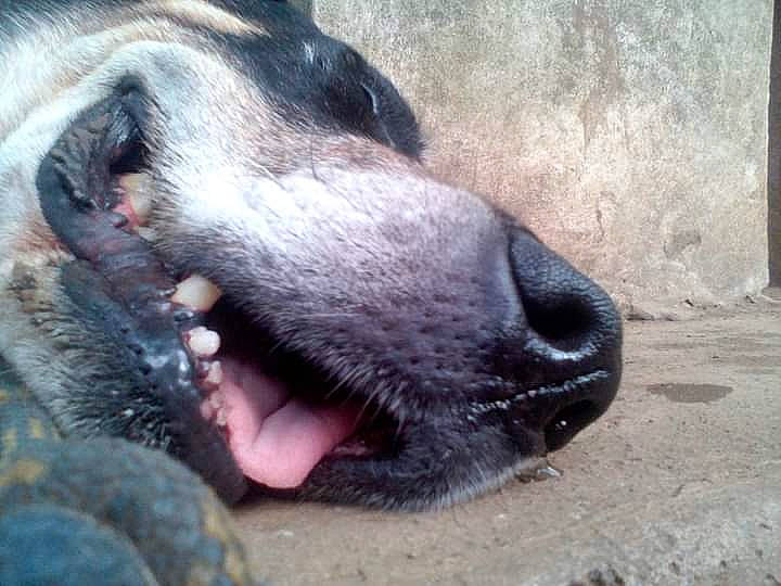 Irun a rejoint le concours — aidez-le/la à gagner de superbes lots ! canidae, carnivore, close_up, dog, dog_breed, fang, fawn, fur, jaw, liver, non_sporting_group, snout, sporting_group, terrestrial_animal, whiskers, wildlife, working_animal, yawn