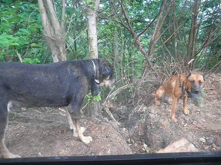 Irun participe au concours pour gagner de l'argent avec cette photo : canidae, carnivore, dog, dog_breed, dog_supply, fawn, forest, hunting_dog, jungle, liver, plant, snout, soil, sporting_group, terrestrial_animal, tree, wildlife, woodland, working_animal, working_dog