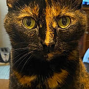 Callie joined the competition — help win amazing prizes! cat, tortoiseshell, close_up, indoor, pet, animal, feline, whiskers, ears, eyes, fur, face, portrait, domestic, cute, alert, mammal, closeup, sitting, household