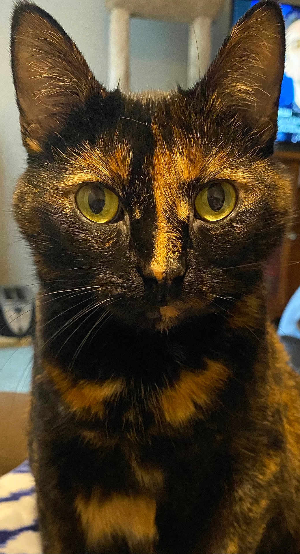 Callie joined the competition — help win amazing prizes! cat, tortoiseshell, close_up, indoor, pet, animal, feline, whiskers, ears, eyes, fur, face, portrait, domestic, cute, alert, mammal, closeup, sitting, household