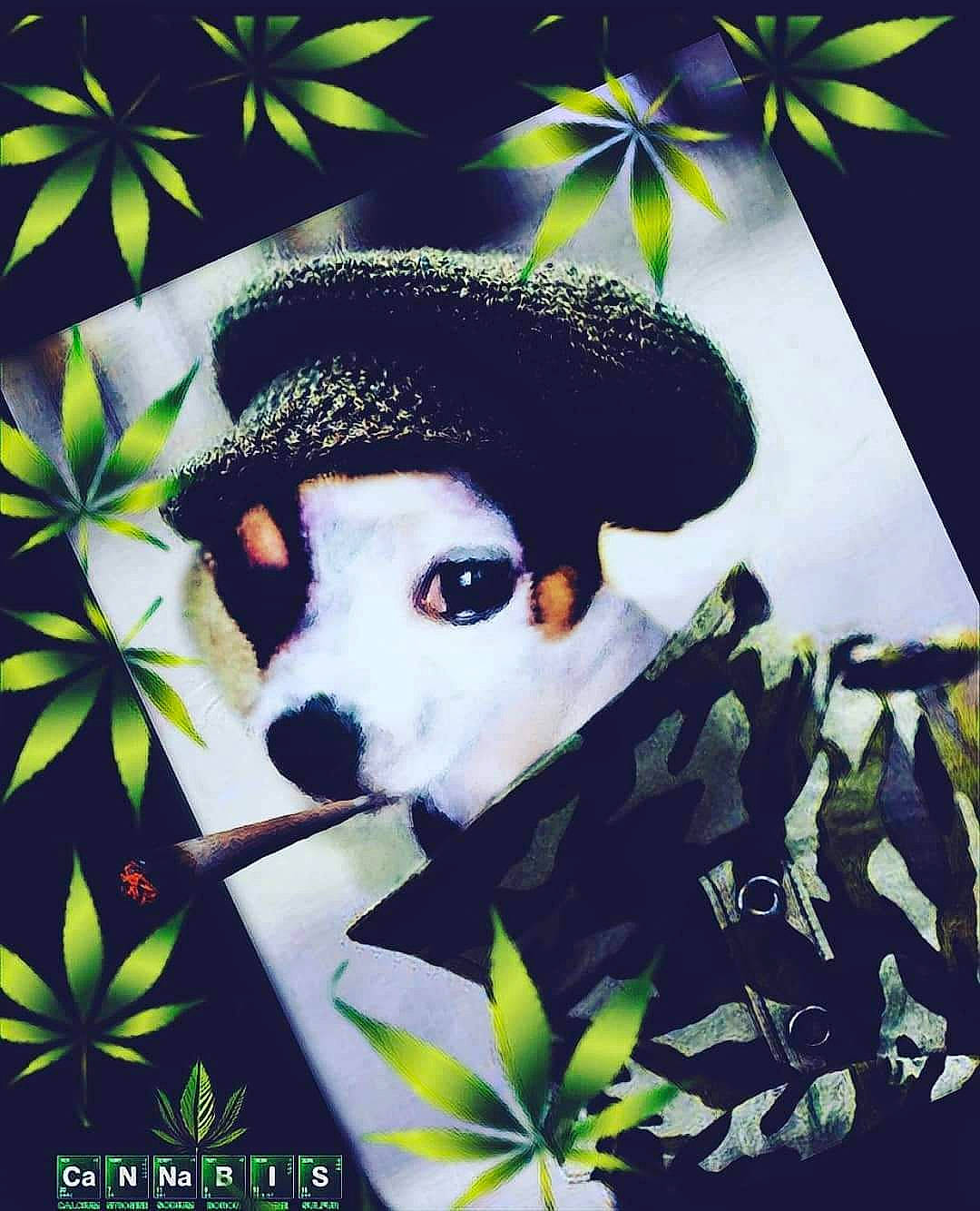 Chalupa is registered to the contest to win money with this photo: adaptation, art, botany, cap, carnivore, companion_dog, dog, dog_breed, fawn, fedora, grass, green, hat, leaf, organism, people_in_nature, plant, terrestrial_plant, tree, working_animal