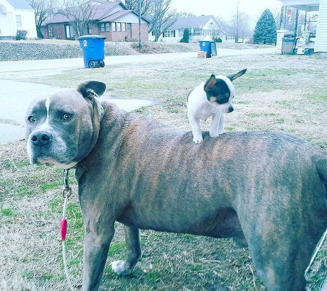 Chalupa joined the competition — help win amazing prizes! ancient_dog_breeds, bull_and_terrier, bulldog, canidae, carnivore, collar, companion_dog, dog, dog_breed, fawn, grass, molosser, plant, snout, sporting_group, terrestrial_animal, tree, window, working_animal, wrinkle