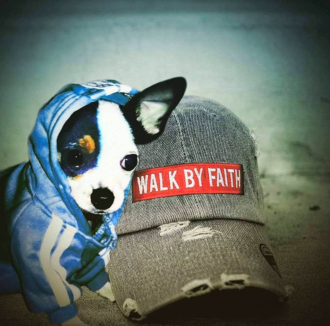 Chalupa joined the competition — help win amazing prizes! carnivore, comfort, companion_dog, dog, dog_breed, dog_clothes, dog_supply, eyewear, fawn, fur, glasses, head, personal_protective_equipment, snout, sunglasses, t_shirt, toy, toy_dog, whiskers, working_animal