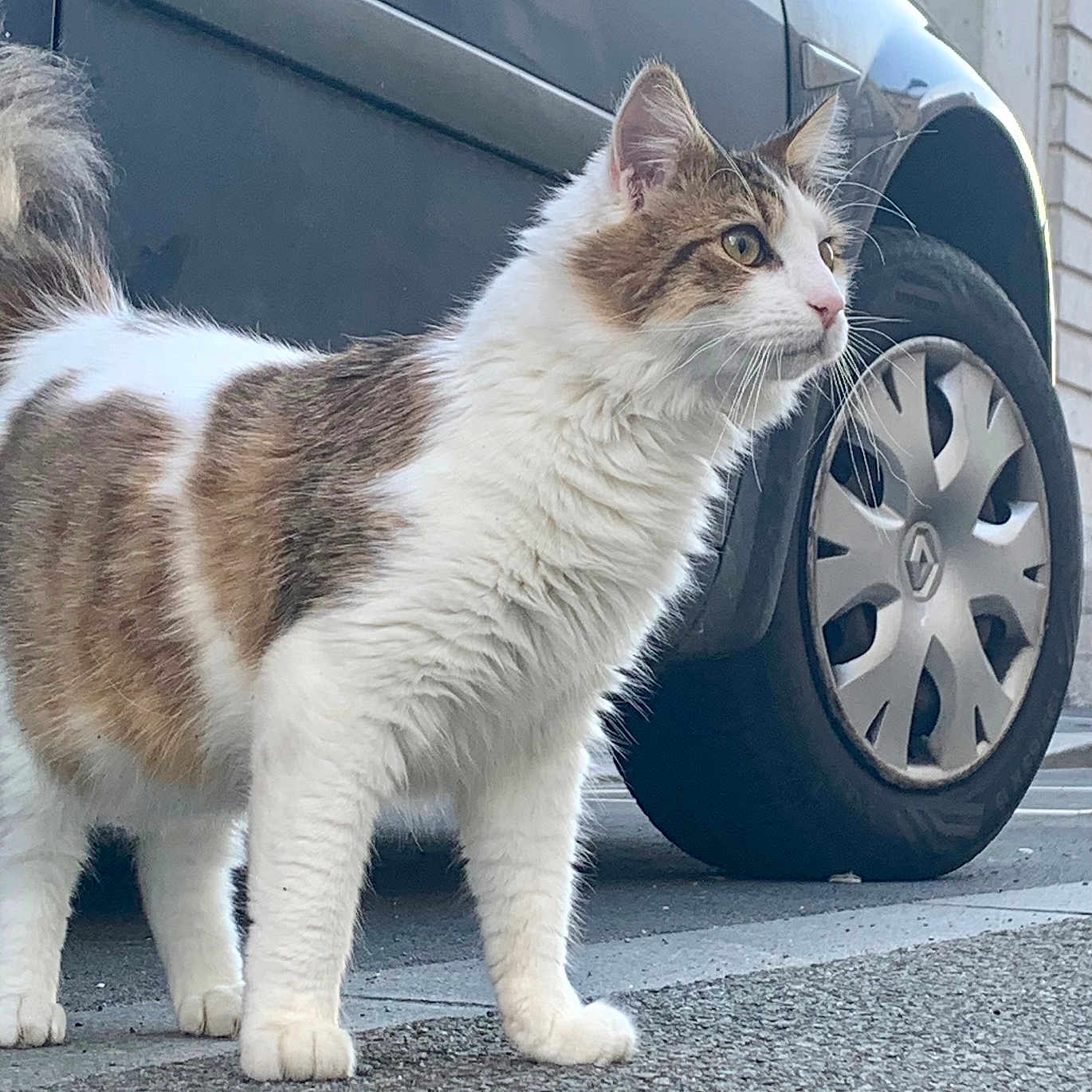 Natsu participe au concours pour gagner de l'argent avec cette photo : alloywheel, animal, car, car_exterior, carscratch, carwheel, cat, headlight, kitten, machine, manx, pet, spoke, suv, tire, transportation, vehicle, wheel
