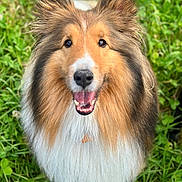 Calvin joined the competition — help win amazing prizes! dog, shetland_sheepdog, fluffy, smiling, happy, ears_up, grass, outdoor, pet, animal, canine, fur, closeup, portrait, nature, greenery, cute, friendly, tongue_out, bright