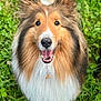 dog, shetland_sheepdog, fluffy, smiling, happy, ears_up, grass, outdoor, pet, animal, canine, fur, closeup, portrait, nature, greenery, cute, friendly, tongue_out, bright