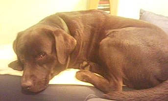 Falcone participe au concours pour gagner de l'argent avec cette photo : beagador, canidae, carnivore, companion_dog, dog, dog_breed, ear, labrador_retriever, mammal, pointing_breed, puppy, retriever, snout, sporting_group, vizsla