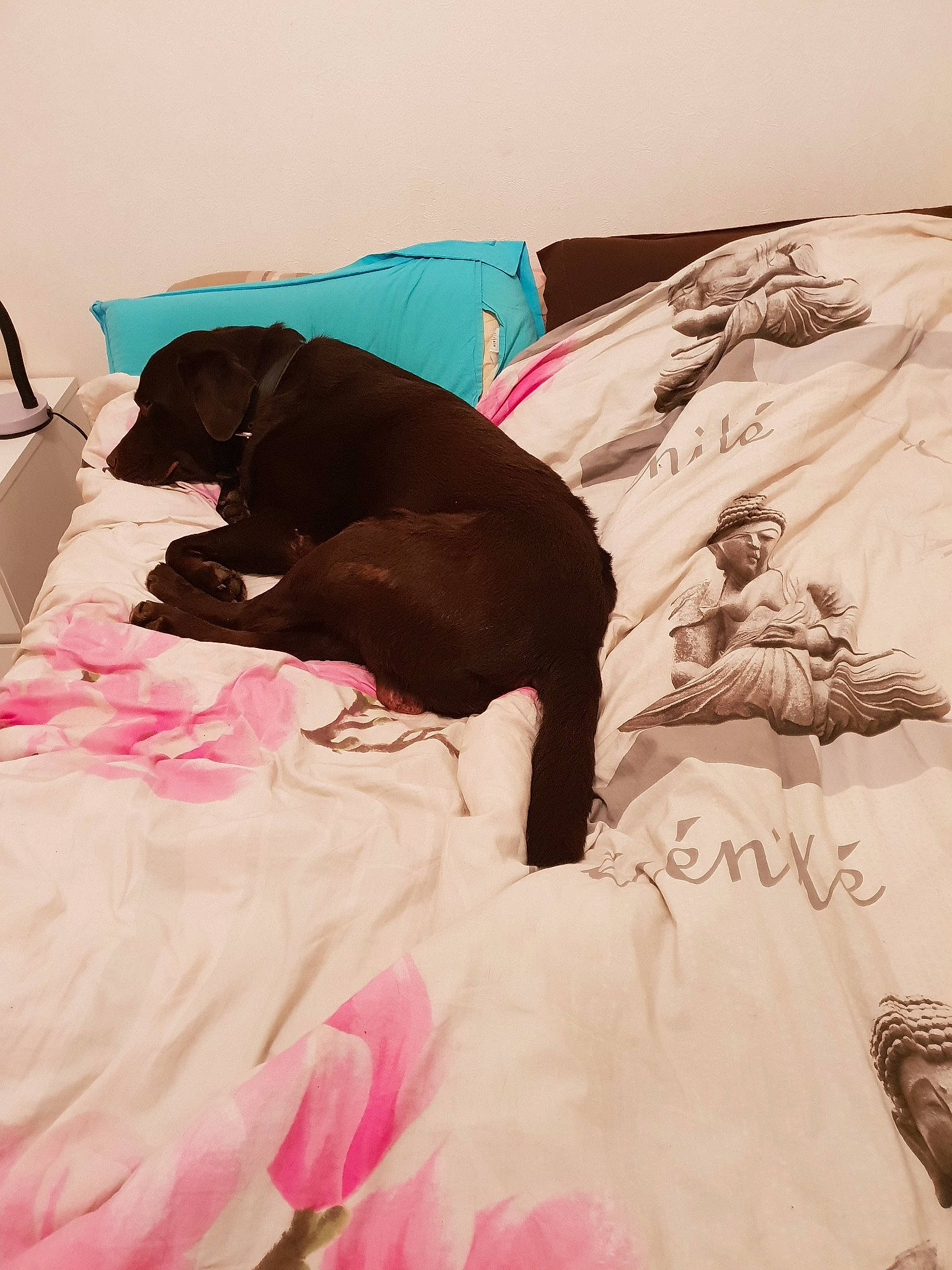 Falcone participe au concours pour gagner de l'argent avec cette photo : bed_sheet, canidae, carnivore, comfort, companion_dog, dog, dog_breed, nap, non_sporting_group, pink, room, sleep, sporting_group